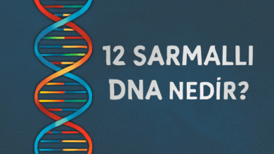 12 Sarmallı dna nedir?