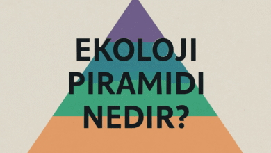 Ekoloji piramidi nedir