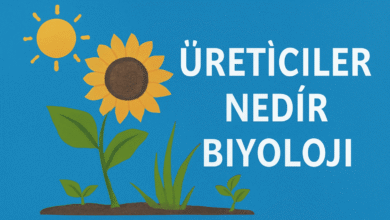 Üreticiler nedir biyoloji